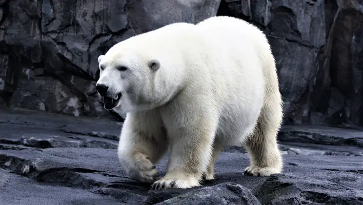 Cool And Catchy Polar Bear Names Ideas