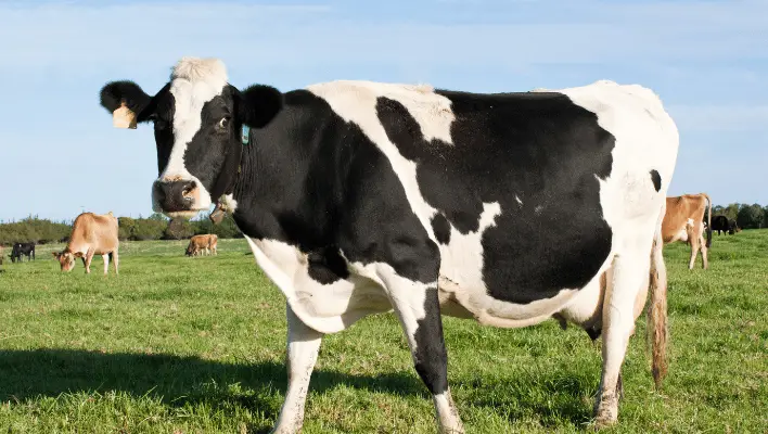 500+ Catchy Cow Names For Your Dairy Family Pet