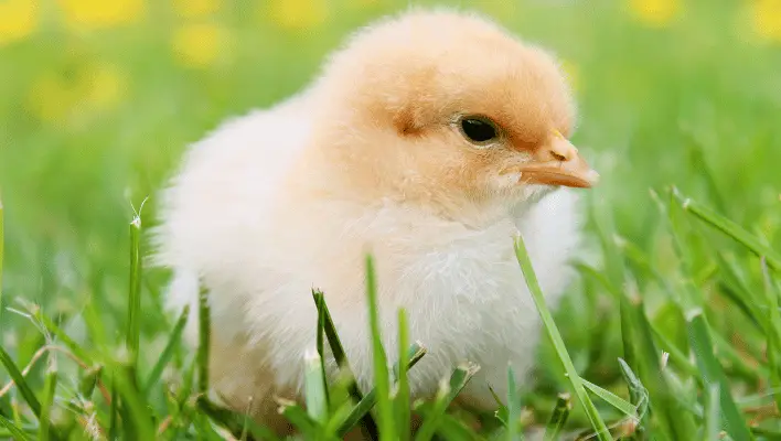 400+ Catchy Chicken Names For Your Flock