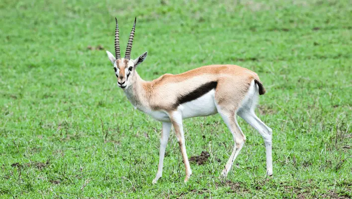 Cute Gazelle Names