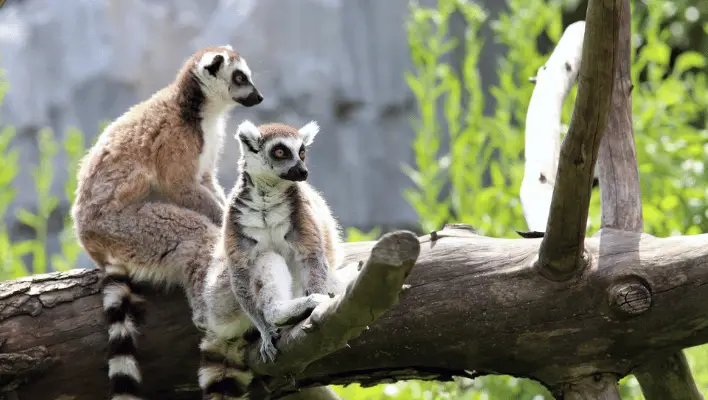 Cute lemurs names