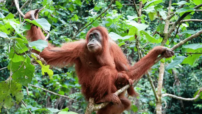 Cute Orangutan Names