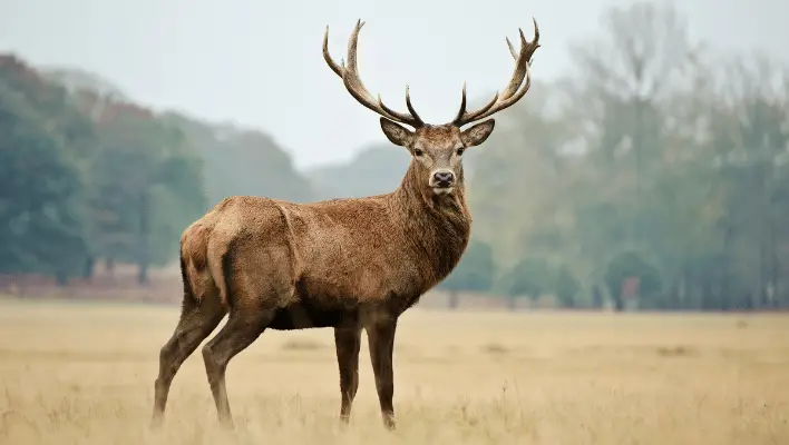 400+ Cool And Catchy Deer Names 2024