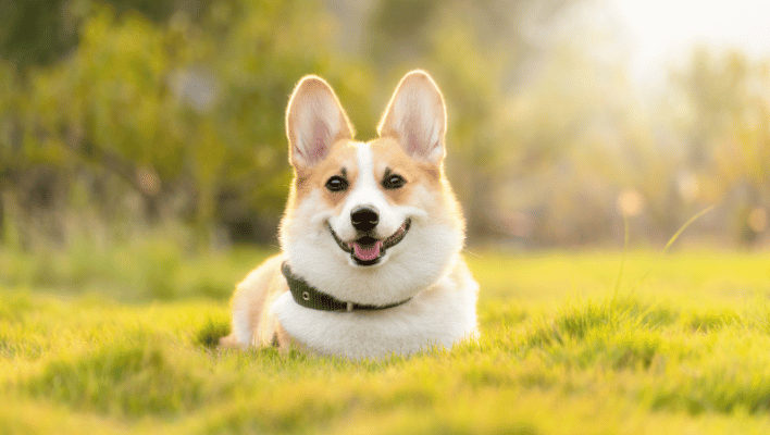 1000+ Catchy Dog Names For Your Furry Friend 2024