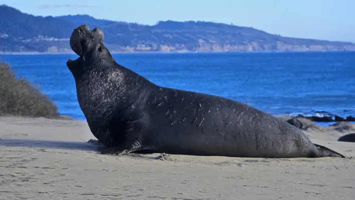 400+ Cool And Catchy Elephant Seal Names