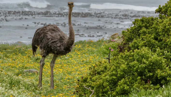 400+ Cool And Catchy Emu Names 2024