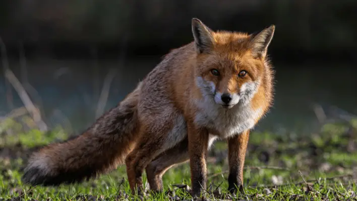 700+ Cool And Catchy Fox Names Ideas 2024