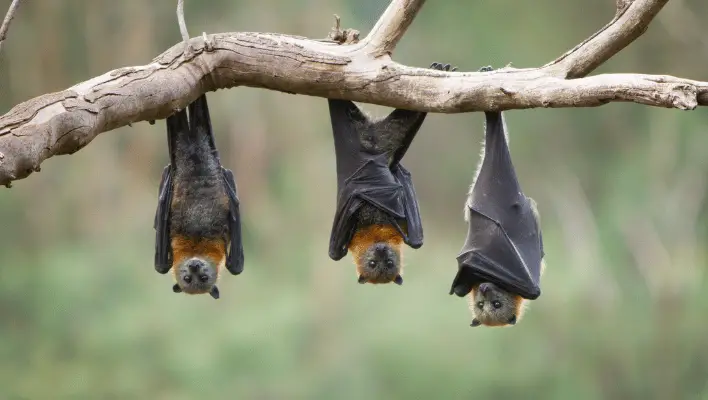 Funny Bat Names