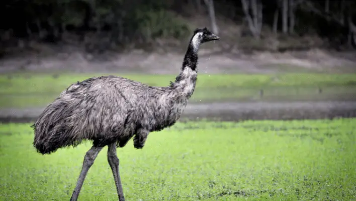 Funny Emu Names