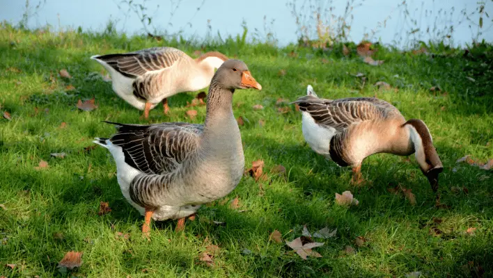 Funny Goose Names
