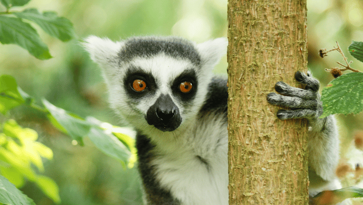 Funny lemurs names
