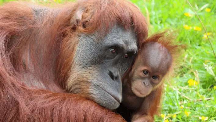 Funny Orangutan Names