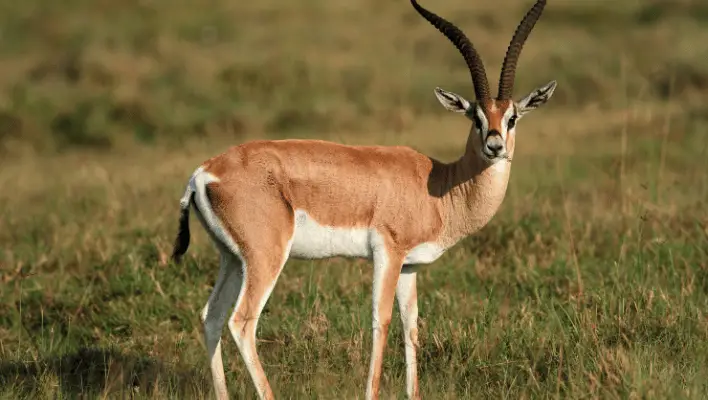 300+ Cool And Catchy Gazelle Names 2024