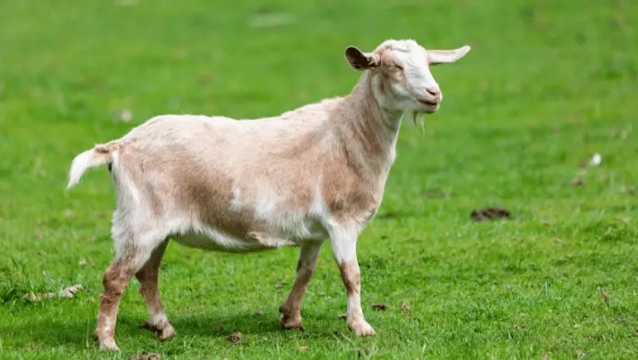 500+ Cool And Catchy Goat Names Ideas 2024
