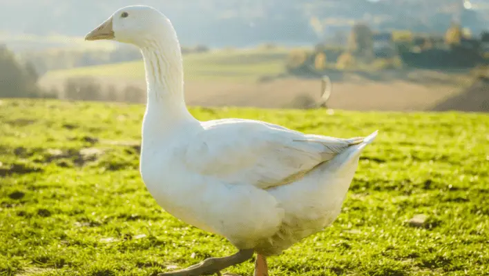 400+ Catchy Goose Names For Your Long Neck Friend