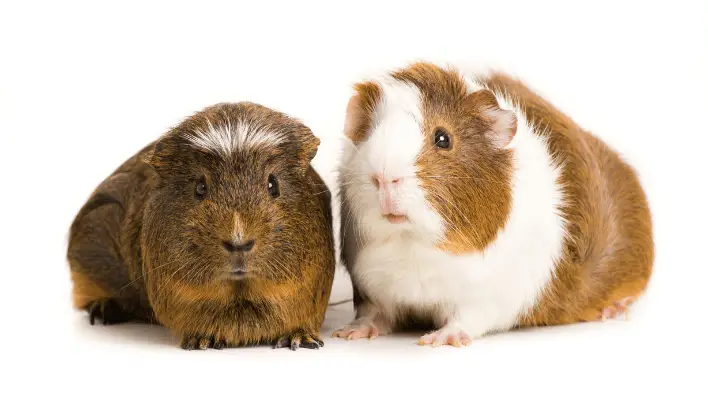 500+ Catchy Guinea Pig Names For Your Little Friend