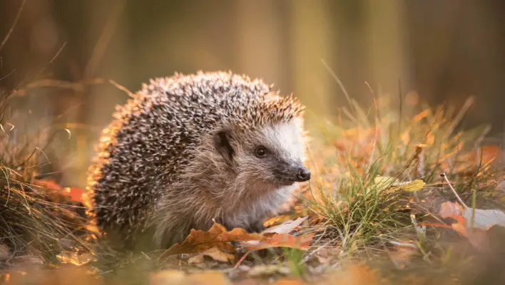 550+ Catchy Hedgehog Names For Your Spiky Companion