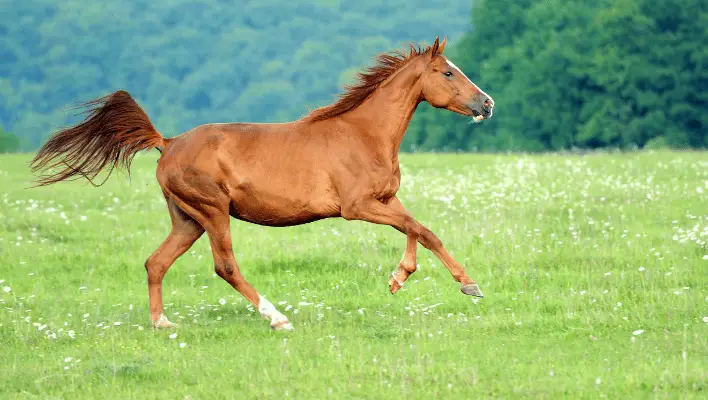 500+ Cool And Catchy Horse Names 2024