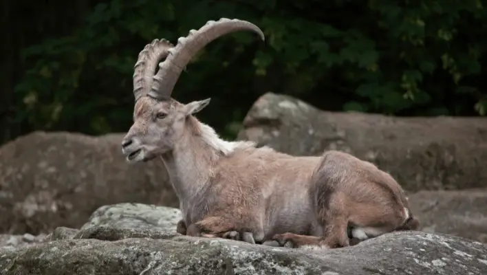 300+ Catchy Ibex Names For Mountain Lord With Generator