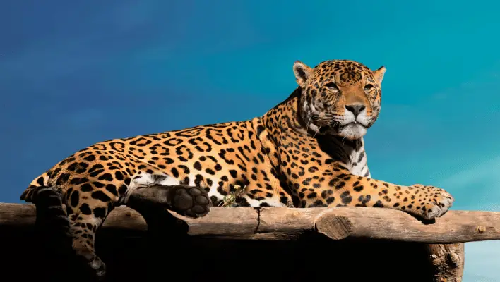 400+ Cool And Catchy Jaguar Names Ideas For Your Fores Cat