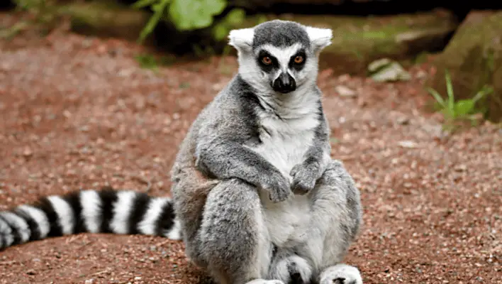 400+ Cool And Catchy Lemur Names 2024