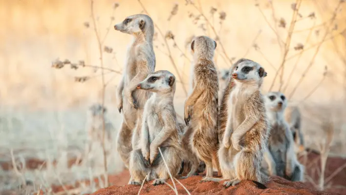  400+ Cool And Catchy Meerkat Names 2024