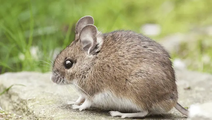 500+ Catchy Mouse Names For Your Tiny Companion