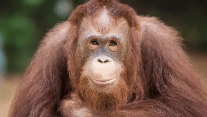 400+ Cool And Catchy Orangutan Names 2024