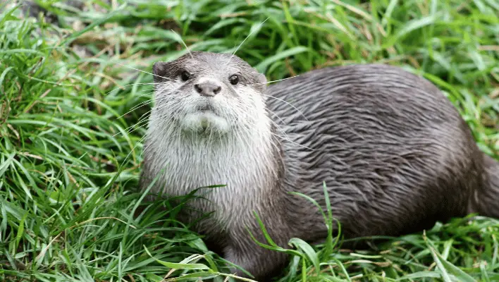 500+ Cool And Catchy Otter Names 2024