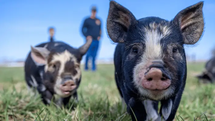 500+ Catchy Pig Names For Your New Companion 2024