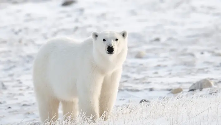 400+ Cool And Catchy Polar Bear Names Ideas