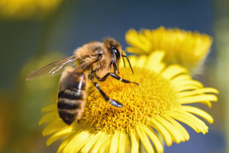 300+ Catchy Bee Names For Your Buzzing Companion