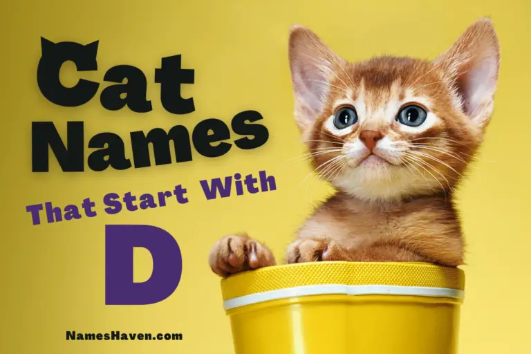 200+ Funny Cat Names That Start With D