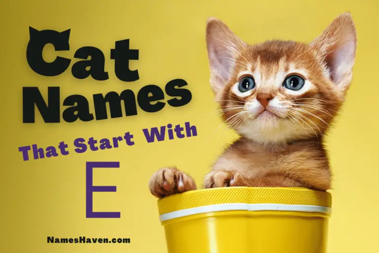 200+ Funny Cat Names That Start With E