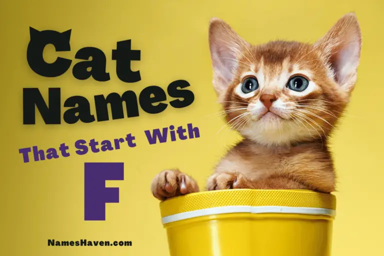 200+ Funny Cat Names That Start With F