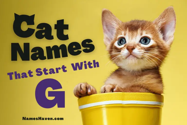Cat Names That Start With G