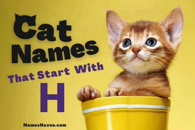 150+ Funny Cat Names That Start With H