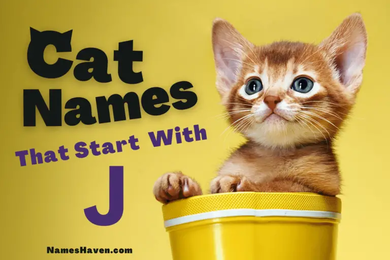 150+ Funny Cat Names That Start With J