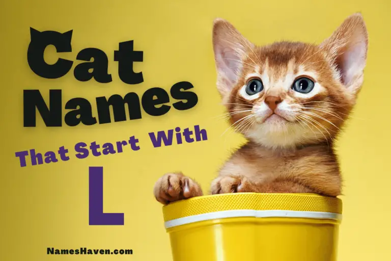 200+ Catchy Cat Names That Start With L