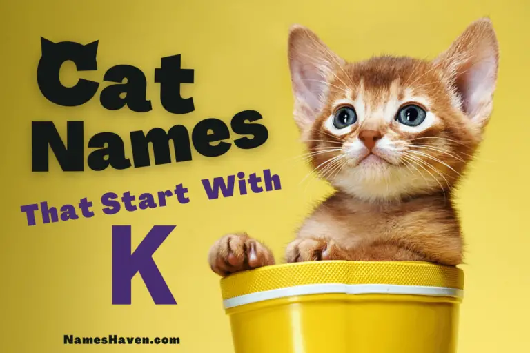 150+ Funny Cat Names That Start With K