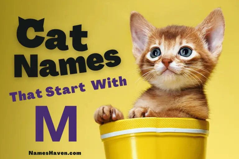 150+ Funny Cat Names That Start With M