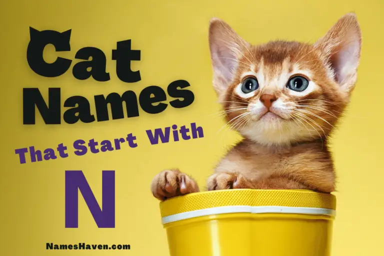 150+ Funny Cat Names That Start With N