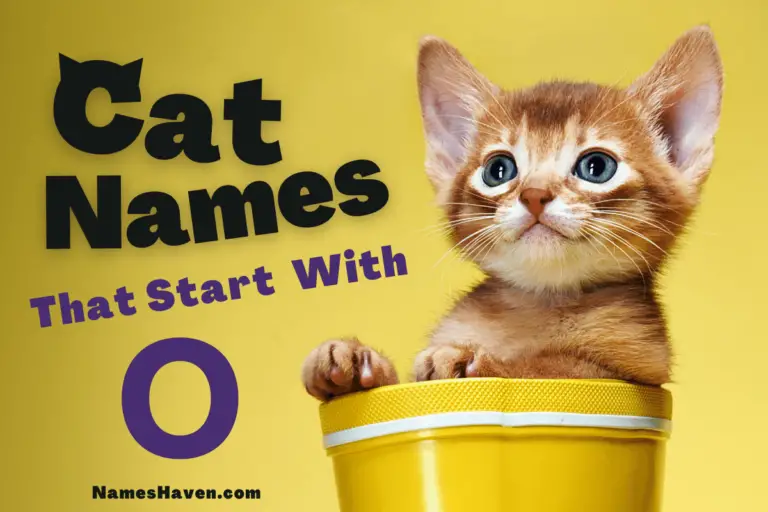 150+ Funny Cat Names That Start With O