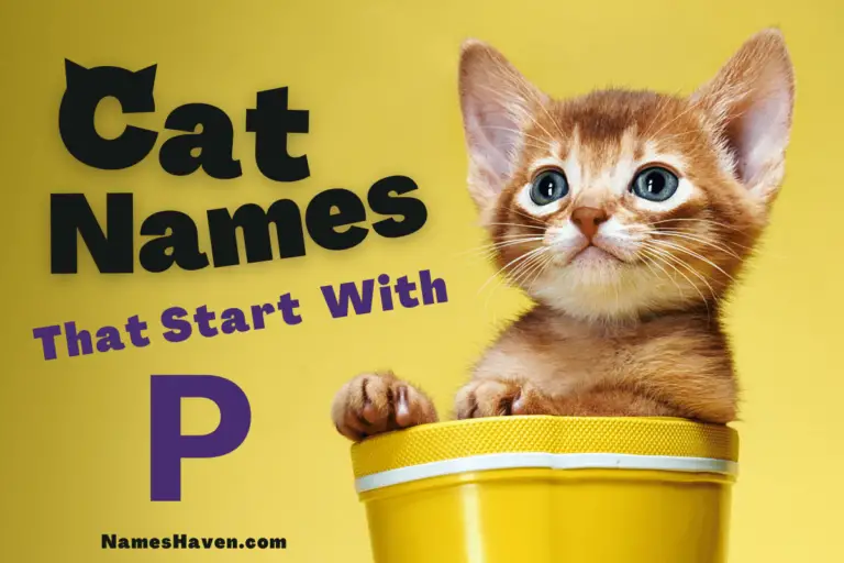 150+ Funny Cat Names That Start With P