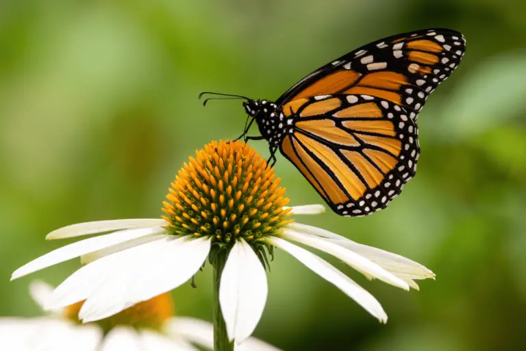 300+ Catchy Butterfly Names Ideas For Your Garden Pet
