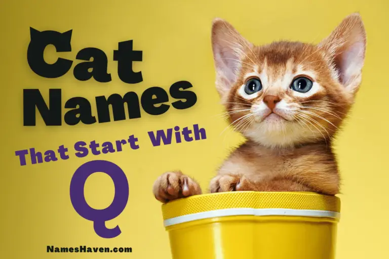 150+ Funny Cat Names That Start With Q