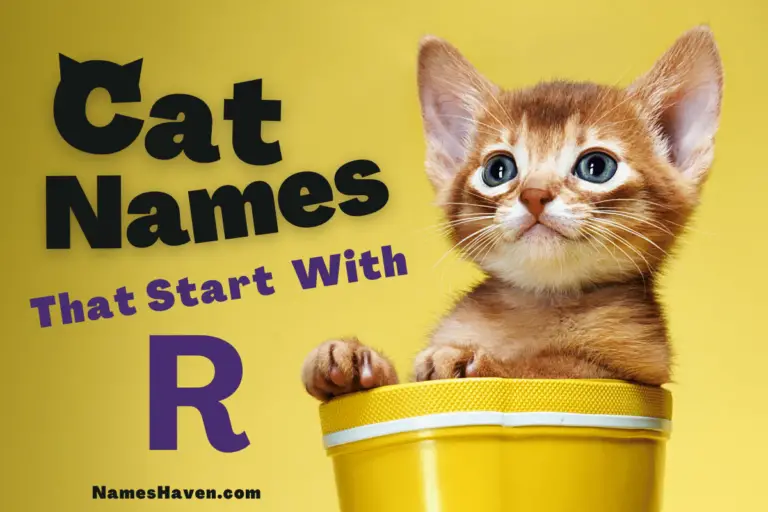 Cat Names That Start With R