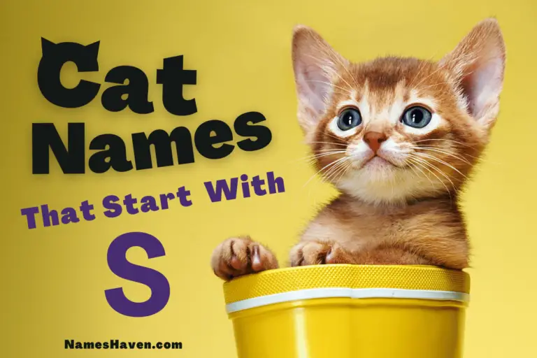 150+ Funny Cat Names That Start With S
