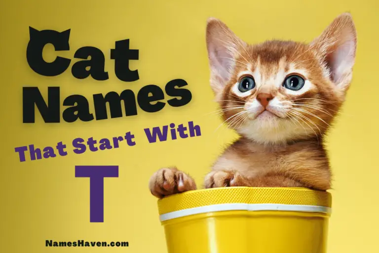 150+ Funny Cat Names That Start With T