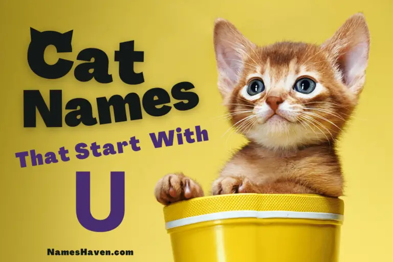 150+ Cute Cat Names That Start With U